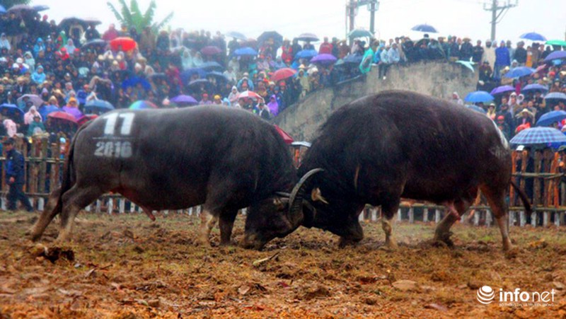 Biển người xem 32 ông cầu ở sới chọi - ảnh 1