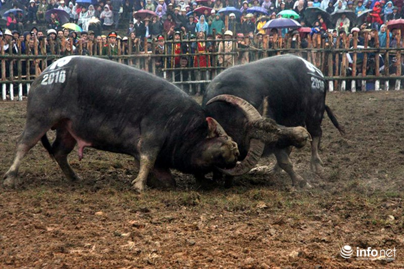 Biển người xem 32 ông cầu ở sới chọi - ảnh 5