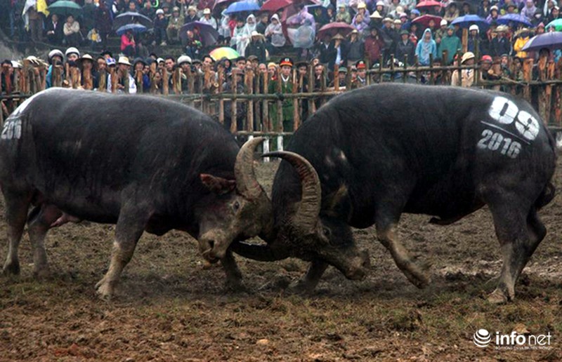 Biển người xem 32 ông cầu ở sới chọi - ảnh 7