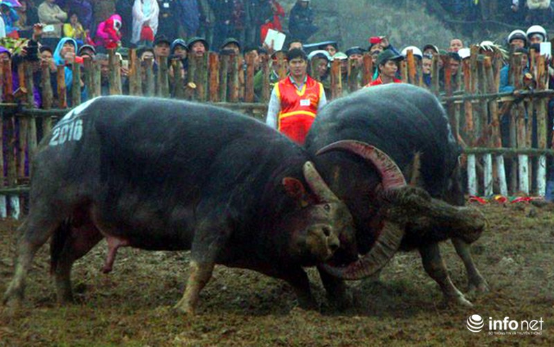 Biển người xem 32 ông cầu ở sới chọi - ảnh 8