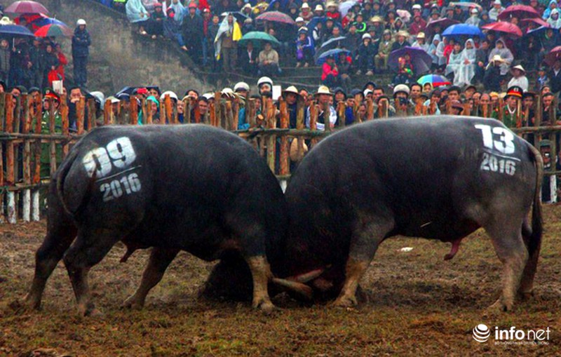 Biển người xem 32 ông cầu ở sới chọi - ảnh 9