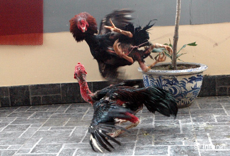 Kỳ lạ con gà bốn chân giữa lòng Thủ đô - ảnh 14