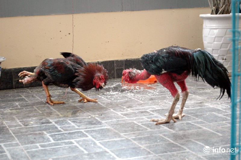 Kỳ lạ con gà bốn chân giữa lòng Thủ đô - ảnh 12