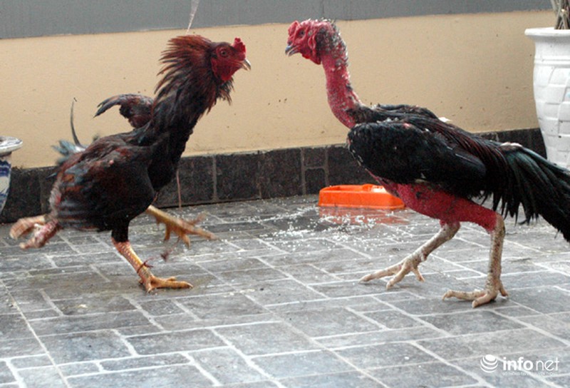 Kỳ lạ con gà bốn chân giữa lòng Thủ đô - ảnh 13