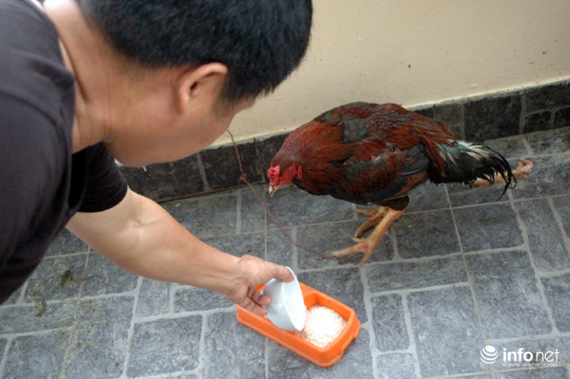 Kỳ lạ con gà bốn chân giữa lòng Thủ đô - ảnh 2
