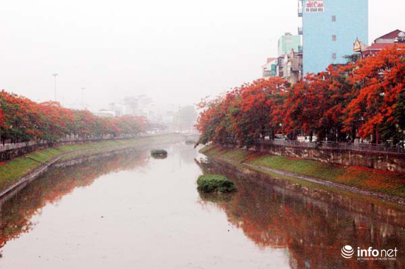 Hà Nội đẹp ngỡ ngàng màu hoa phượng đỏ - ảnh 1