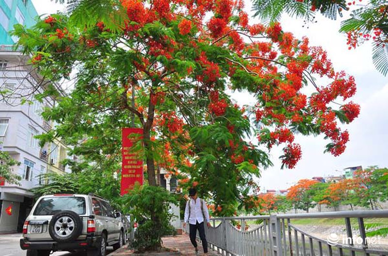Hà Nội đẹp ngỡ ngàng màu hoa phượng đỏ - ảnh 12