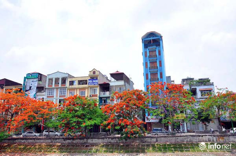 Hà Nội đẹp ngỡ ngàng màu hoa phượng đỏ - ảnh 13
