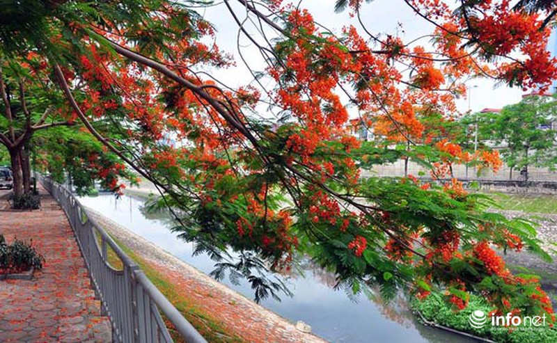 Hà Nội đẹp ngỡ ngàng màu hoa phượng đỏ - ảnh 14