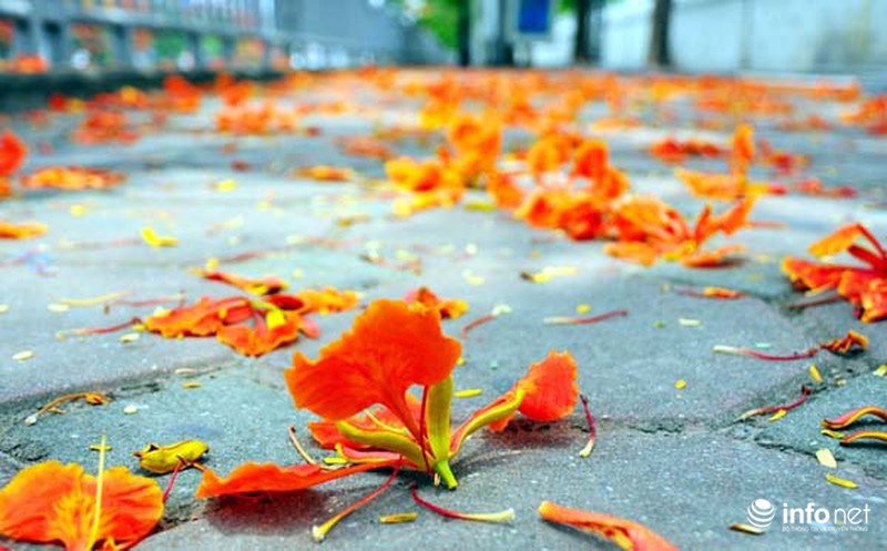 Hà Nội đẹp ngỡ ngàng màu hoa phượng đỏ - ảnh 11
