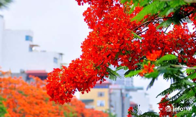 Hà Nội đẹp ngỡ ngàng màu hoa phượng đỏ - ảnh 2