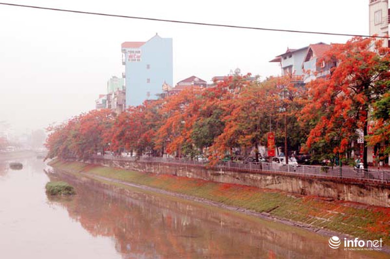 Hà Nội đẹp ngỡ ngàng màu hoa phượng đỏ - ảnh 3