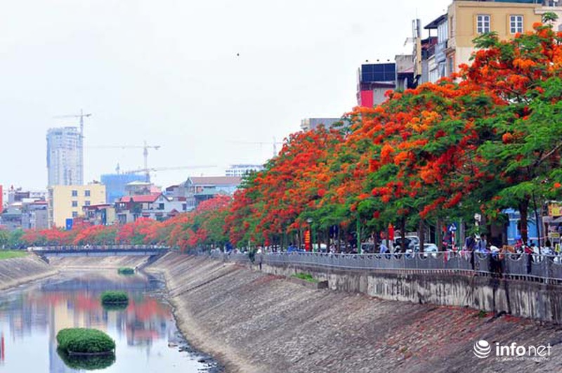 Hà Nội đẹp ngỡ ngàng màu hoa phượng đỏ - ảnh 5