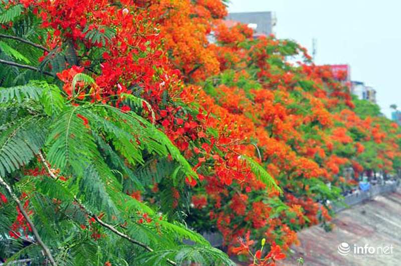 Hà Nội đẹp ngỡ ngàng màu hoa phượng đỏ - ảnh 6
