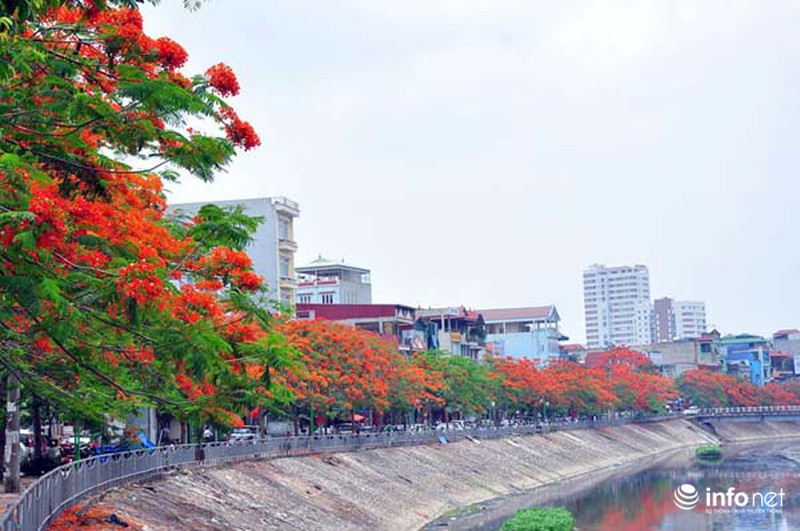 Hà Nội đẹp ngỡ ngàng màu hoa phượng đỏ - ảnh 7