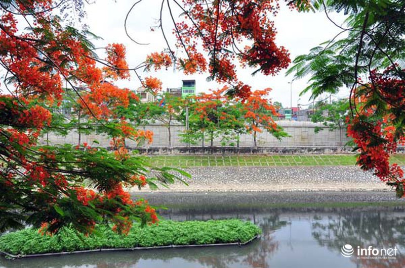 Hà Nội đẹp ngỡ ngàng màu hoa phượng đỏ - ảnh 8