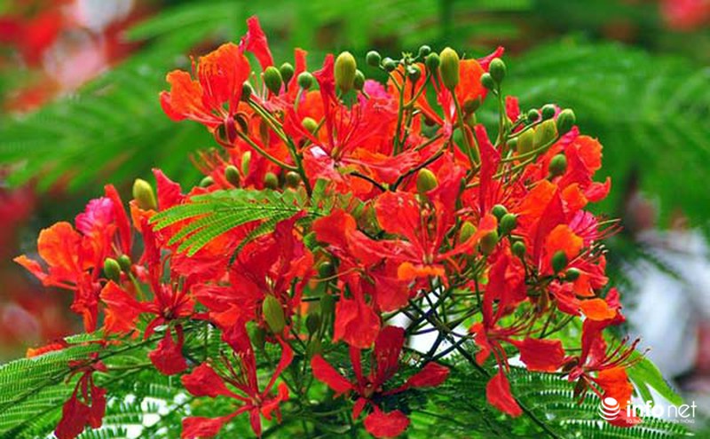 Hà Nội đẹp ngỡ ngàng màu hoa phượng đỏ - ảnh 9