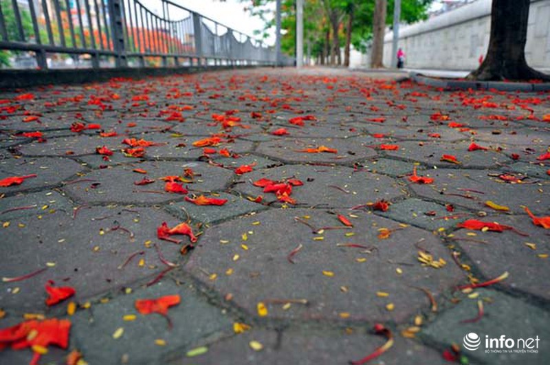 Hà Nội đẹp ngỡ ngàng màu hoa phượng đỏ - ảnh 10