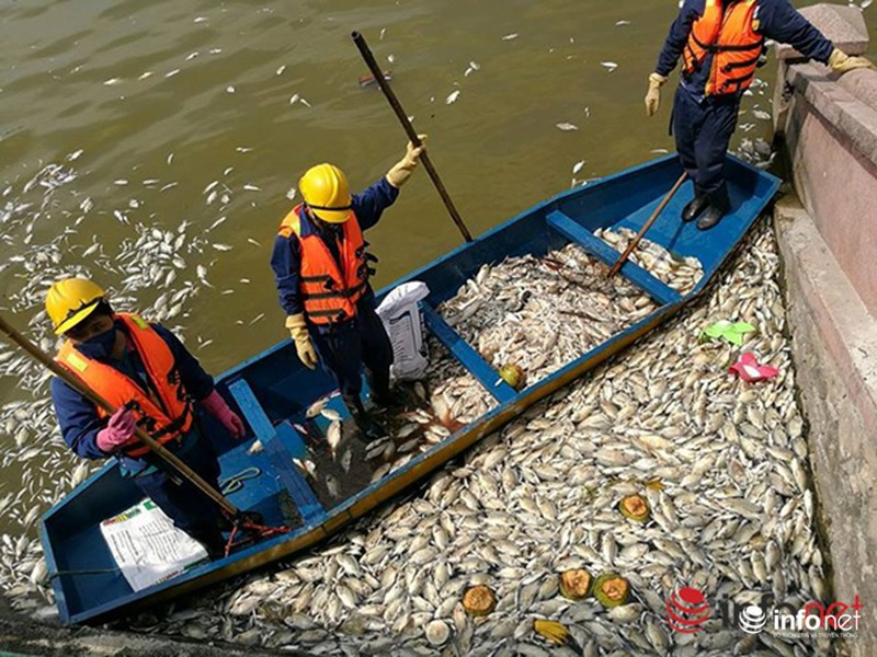 Chủ tịch UBND Hà Nội trực tiếp chỉ đạo xử lý vụ cá chết ở hồ Tây - ảnh 3