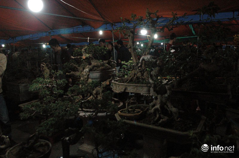 Chiêm ngưỡng cây cảnh độc đáo giá bạc triệu ở phiên chợ bán rủi cầu may đầu năm - ảnh 8