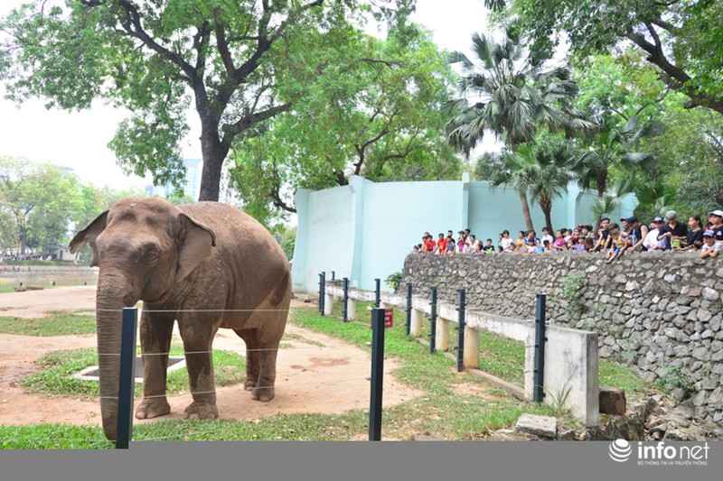 Dòng người “bủa vây” Thiên đường Bảo Sơn, vườn thú Thủ Lệ - ảnh 17