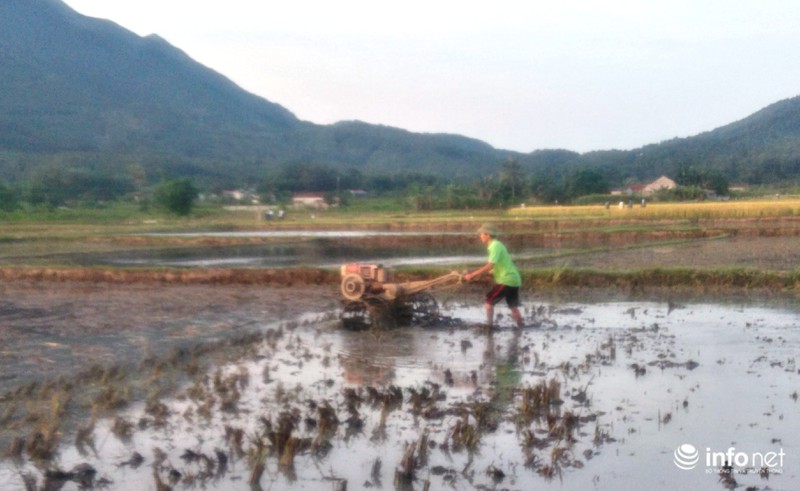 Miền Trung: Nắng nóng, gió Lào bỏng rát, người dân thắp đèn ra đồng từ 4h sáng - ảnh 2