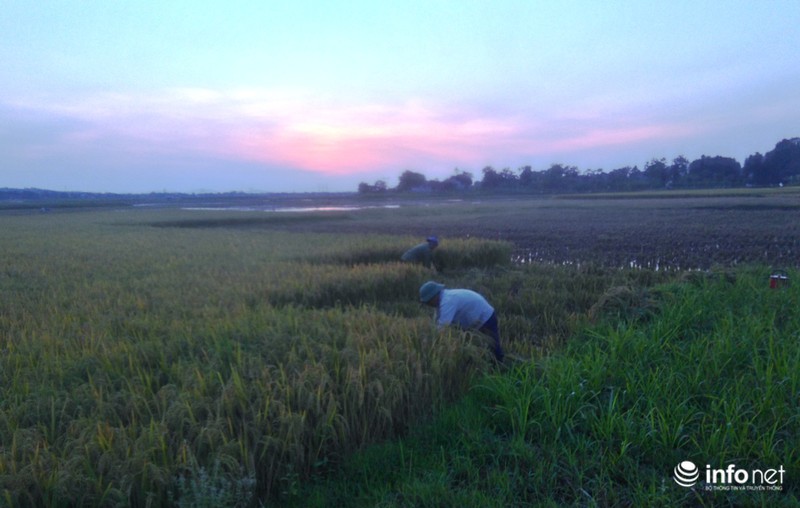 Miền Trung: Nắng nóng, gió Lào bỏng rát, người dân thắp đèn ra đồng từ 4h sáng - ảnh 1