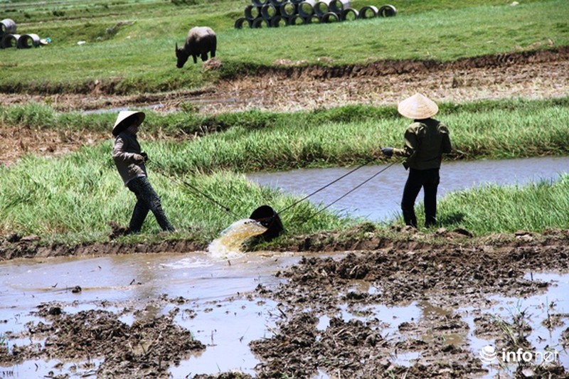Miền Trung: Nắng nóng, gió Lào bỏng rát, người dân thắp đèn ra đồng từ 4h sáng - ảnh 7