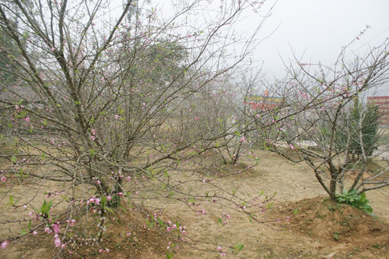 Lên vùng cao ngắm hoa đào nở sớm - ảnh 6