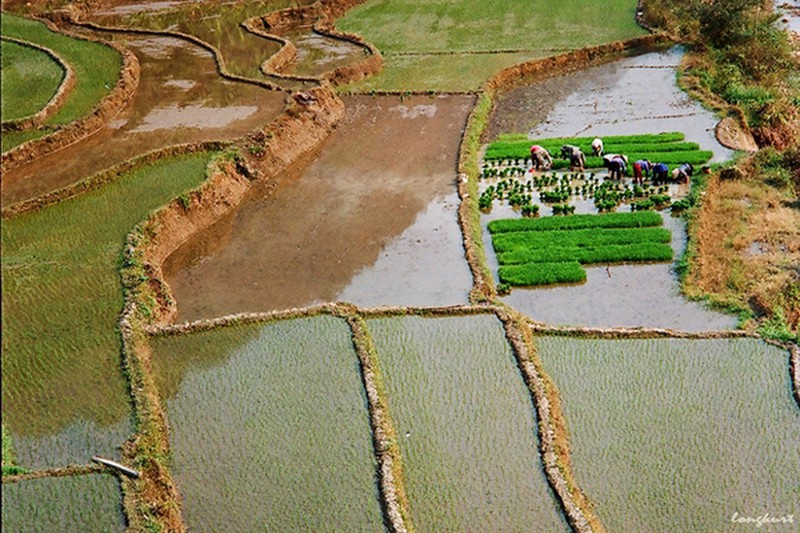 Vẻ đẹp của hoa ban và ruộng lúa Tây Bắc mùa xuân - ảnh 4
