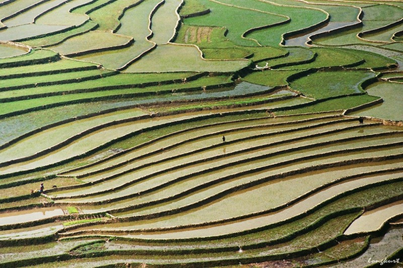 Vẻ đẹp của hoa ban và ruộng lúa Tây Bắc mùa xuân - ảnh 5