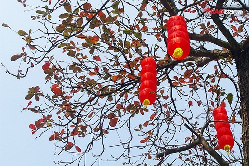 Lá bàng đỏ rực mái phố Hà thành sau Tết - ảnh 13