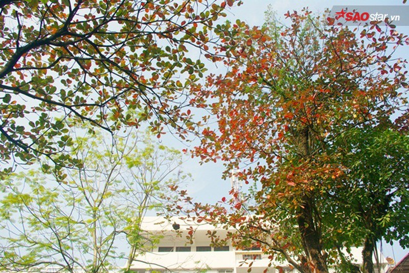 Lá bàng đỏ rực mái phố Hà thành sau Tết - ảnh 6