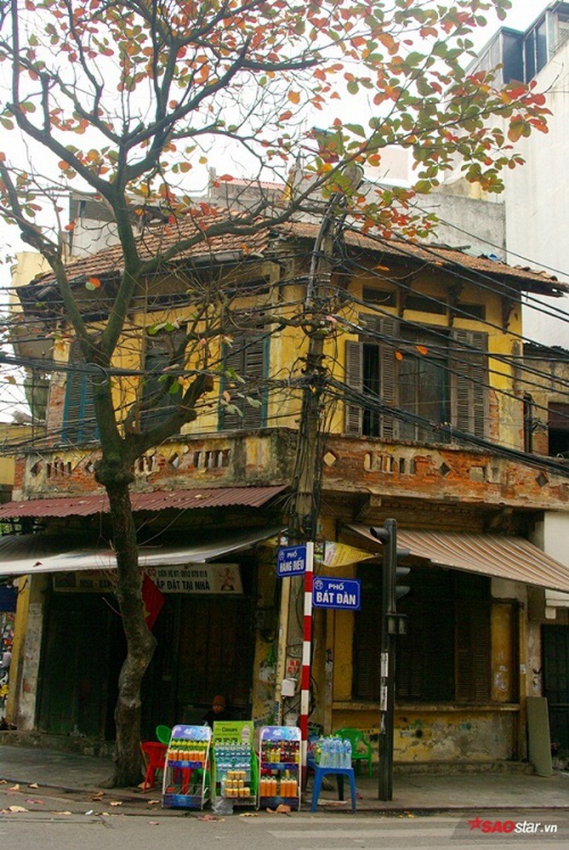 Lá bàng đỏ rực mái phố Hà thành sau Tết - ảnh 8