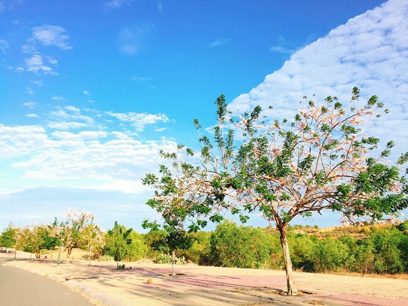 Con đường đỗ mai tuyệt đẹp ven biển Phan Thiết - ảnh 1