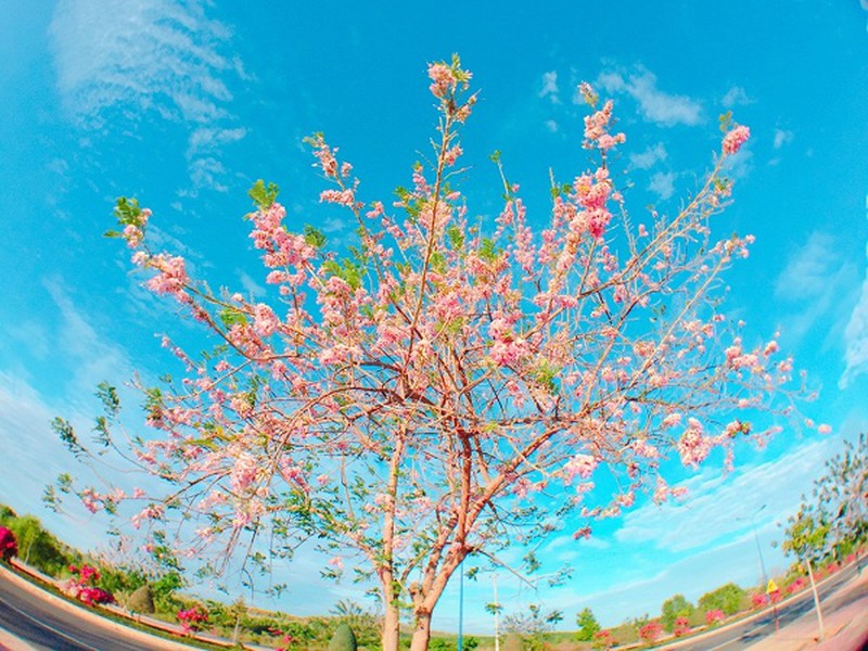 Con đường đỗ mai tuyệt đẹp ven biển Phan Thiết - ảnh 2