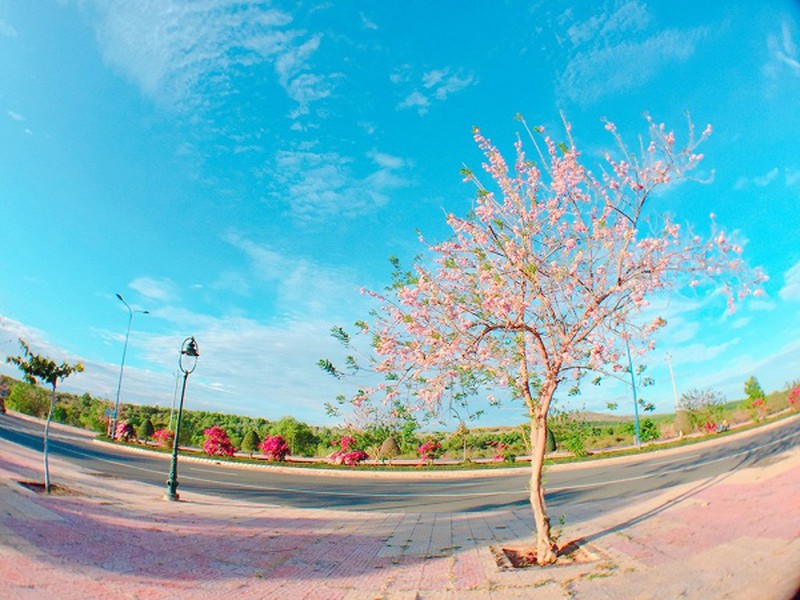 Con đường đỗ mai tuyệt đẹp ven biển Phan Thiết - ảnh 3