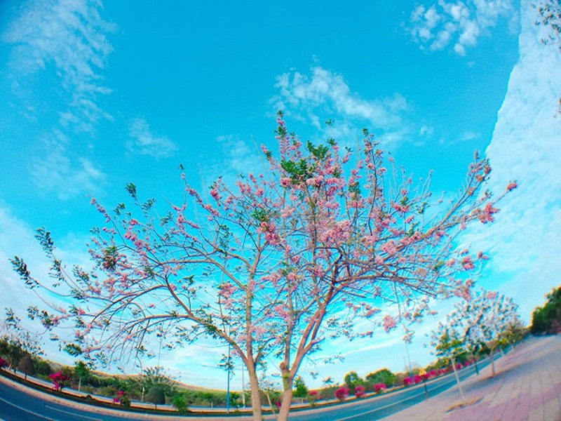 Con đường đỗ mai tuyệt đẹp ven biển Phan Thiết - ảnh 4
