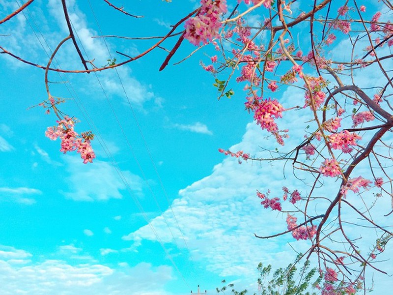 Con đường đỗ mai tuyệt đẹp ven biển Phan Thiết - ảnh 5