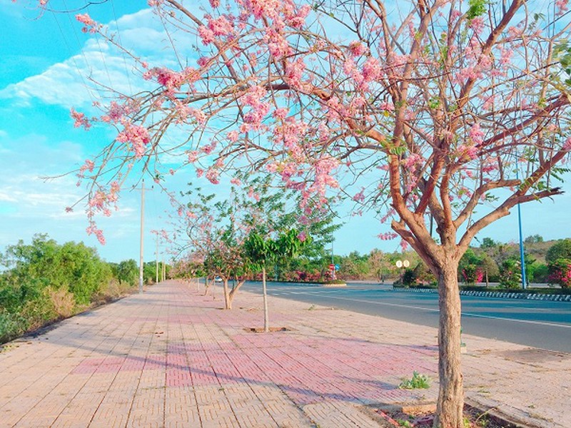 Con đường đỗ mai tuyệt đẹp ven biển Phan Thiết - ảnh 6
