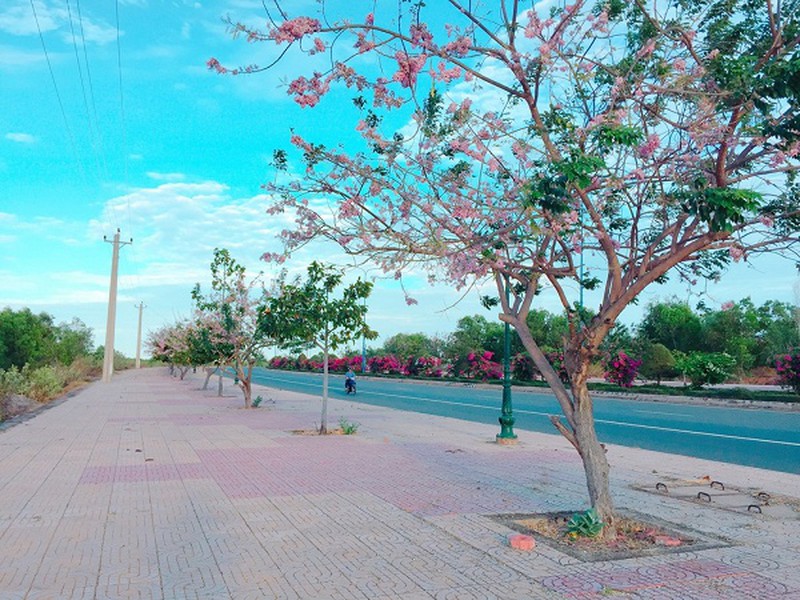 Con đường đỗ mai tuyệt đẹp ven biển Phan Thiết - ảnh 7