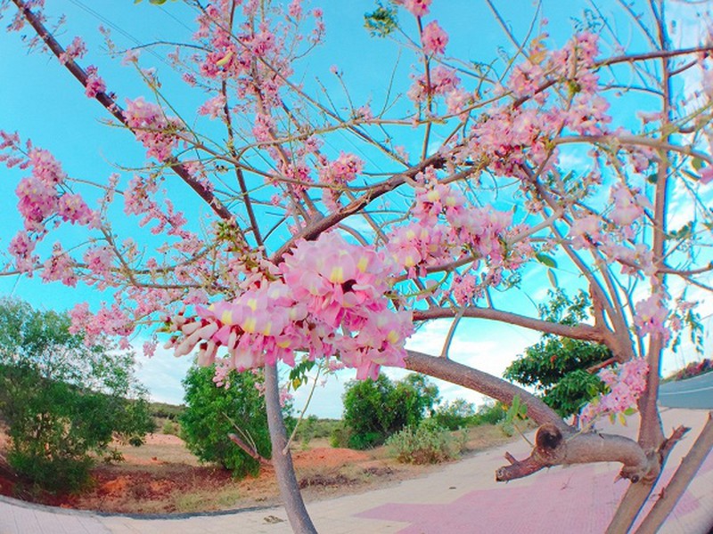 Con đường đỗ mai tuyệt đẹp ven biển Phan Thiết - ảnh 8