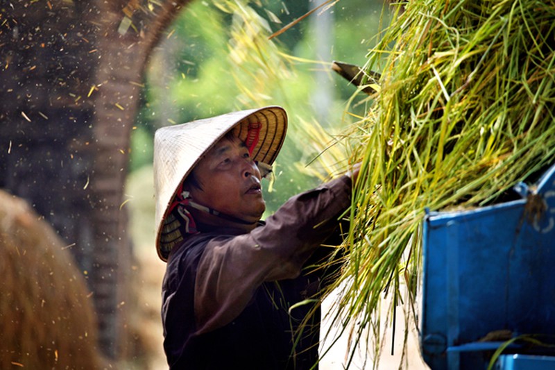 Mùa vàng trên cánh đồng miền Bắc - ảnh 9