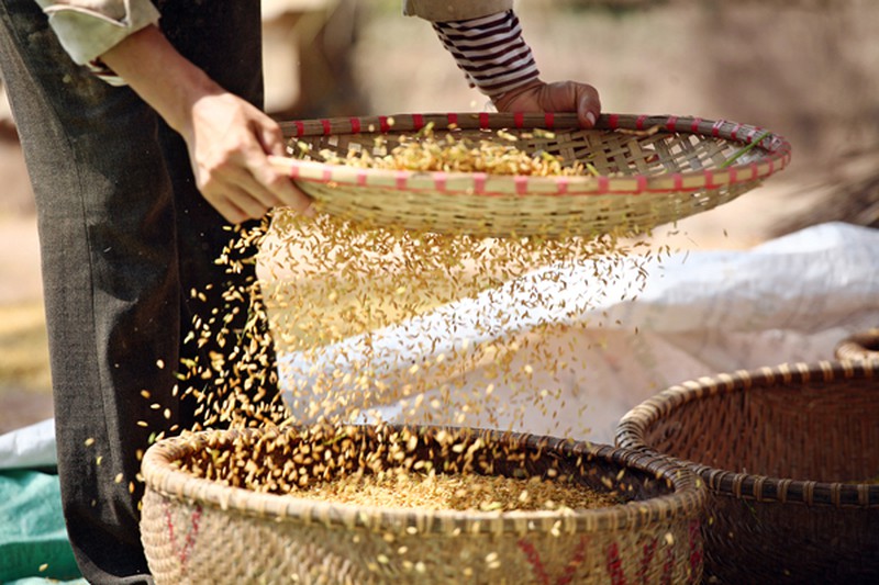 Mùa vàng trên cánh đồng miền Bắc - ảnh 10