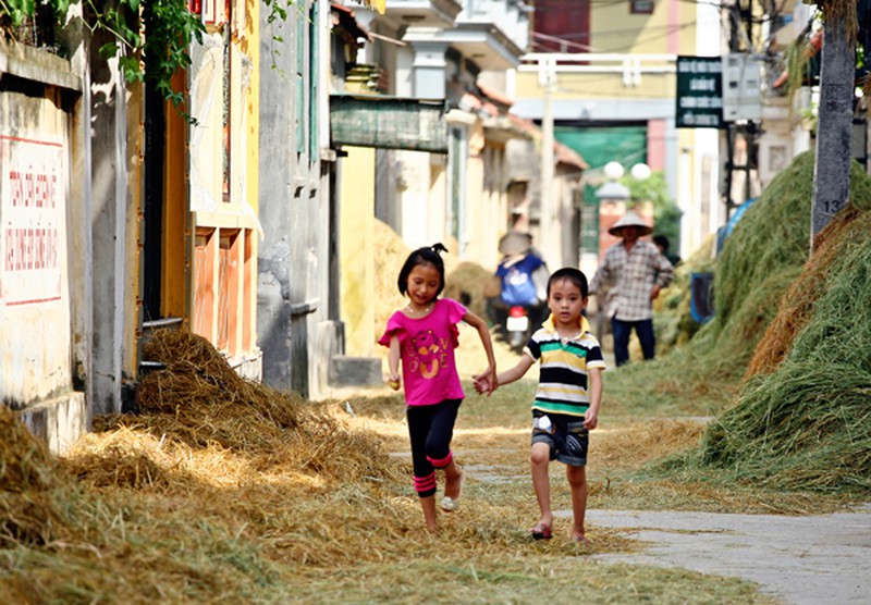 Mùa vàng trên cánh đồng miền Bắc - ảnh 12