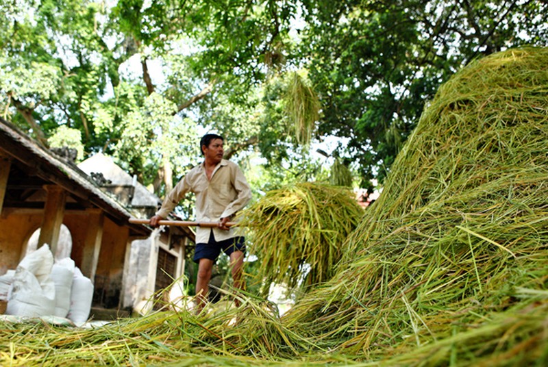 Mùa vàng trên cánh đồng miền Bắc - ảnh 13