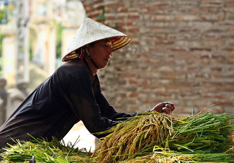 Mùa vàng trên cánh đồng miền Bắc - ảnh 7