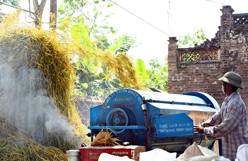 Mùa vàng trên cánh đồng miền Bắc - ảnh 8