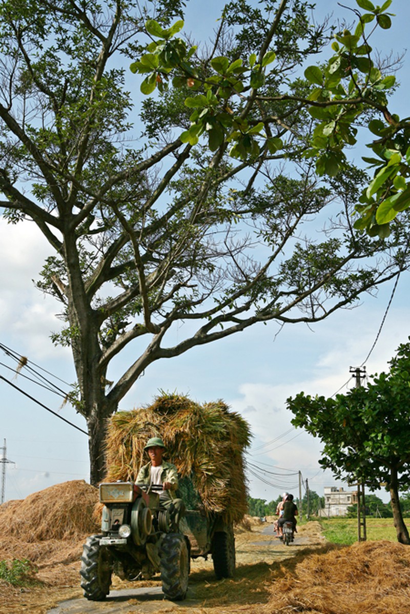 Mùa vàng trên cánh đồng miền Bắc - ảnh 6
