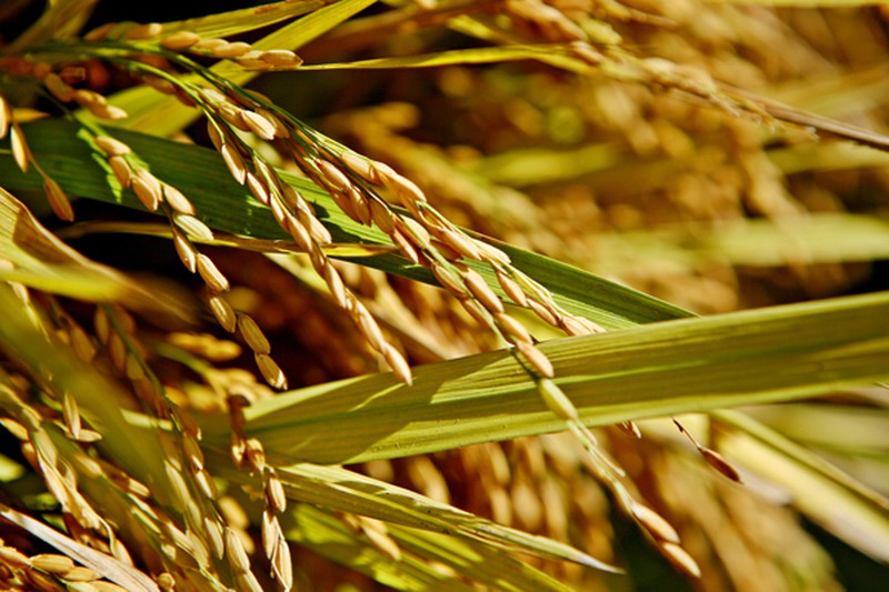 Mùa vàng trên cánh đồng miền Bắc - ảnh 1